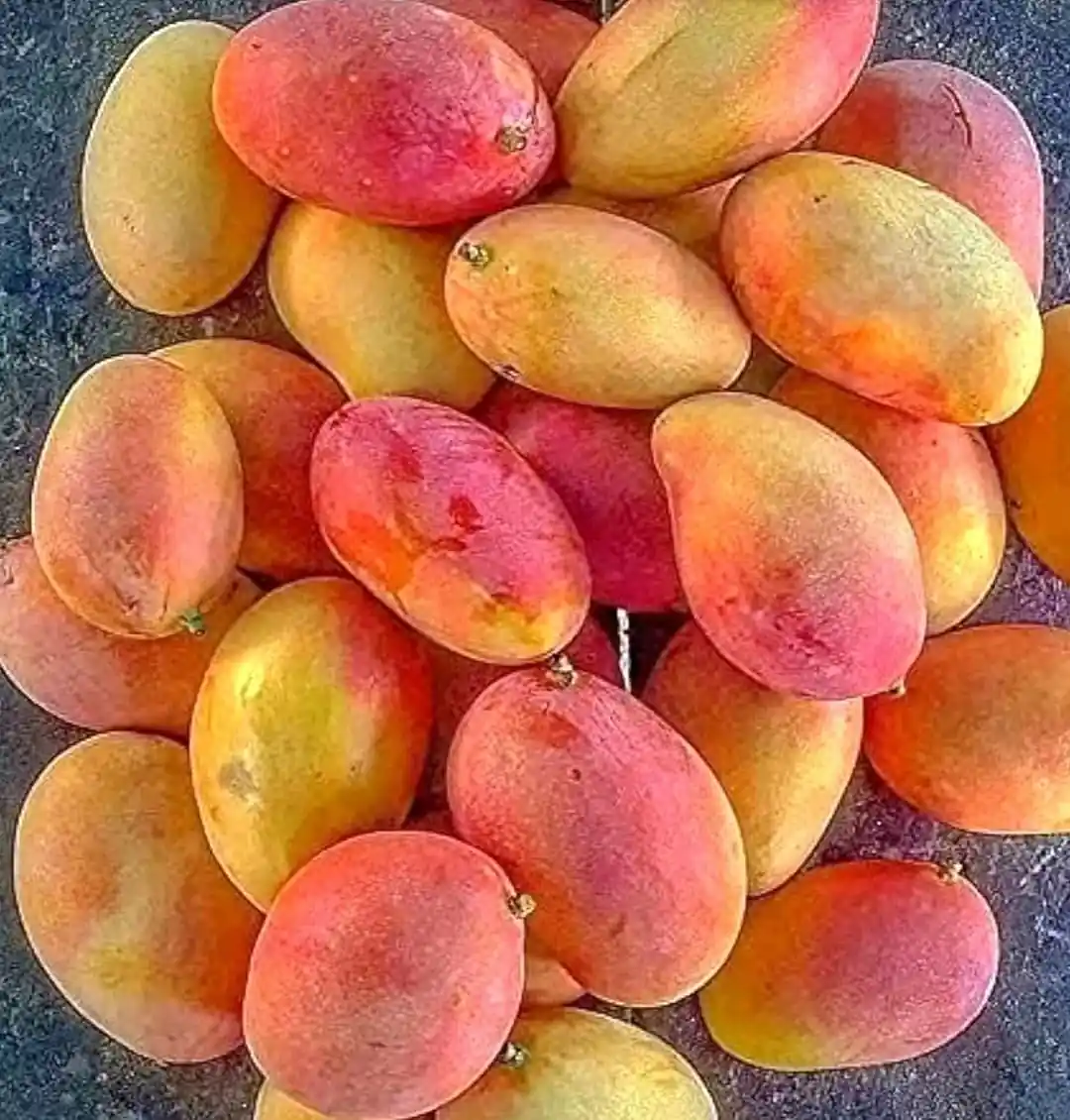 Gulab Khas Mango (ગુલાબ ખાસ કેરી)